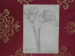 Disegno Calla fiore 1948 - Foto 1 di 1