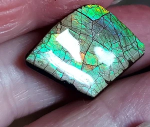 Ammolite Ammonite Coated Stone 23x18x6.2mm 16779 - Foto 1 di 4