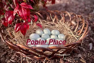 🩵 12+ Lavender / Self Blue Ameraucana Hatching Eggs 🩵 | NPIP | ✨ Laying Now ✨ - Picture 1 of 12