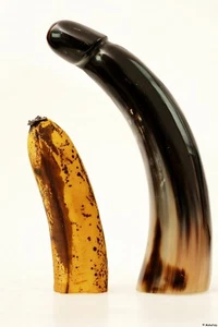 echt Horn Phallus Skulptur Trinkhorn 23 cm glänzend poliert Erotik Figur Penis - Bild 1 von 9