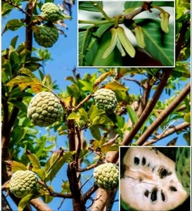 10 Cherimoya Seeds (Annona cherimola) Custard Apple, Sugar Apple, Sweetsop Seeds - Picture 1 of 3