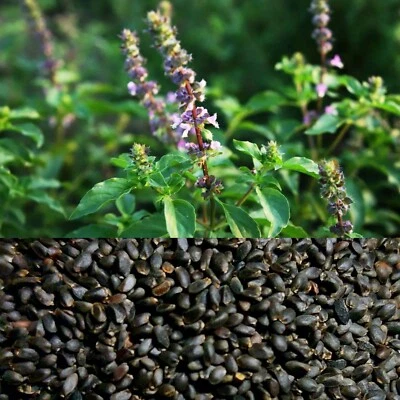 100 SEMI🌱BASILICO SACRO🌱TULSI THÈ🌱BASILICO INDIANO🌱2023 - Immagine 1 di 2