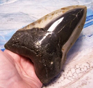 MEGALODON SHARK TOOTH 5 1/8" SHARK TEETH BIG JAW FOSSIL STUNNING COLOR POLISHED - Picture 1 of 6