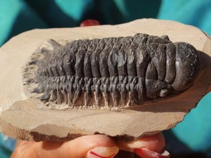 Large Trilobite Fossil Crotalocephalus Gibbus 3.5" Inches - Picture 1 of 3