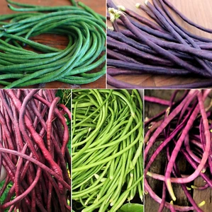 5 Colors Mix Yard Long Bean Seeds | Multi Variety Pole Asian Vegetable Seed 2024 - Picture 1 of 11