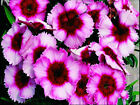 50 Dianthus Seeds Super Parfait Raspberry PELLETED SEEDS