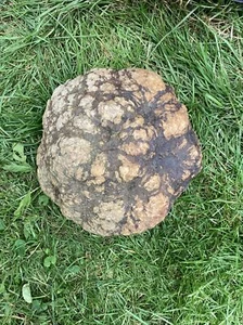 14 Lb Indiana Geode  Crystals , minerals,fossil   Intact Jewelry Lapidary - Picture 1 of 4