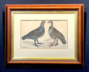 1858 Original Antique Print - Red Partridge & Grey Partridge - Picture 1 of 7
