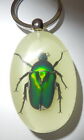 Large Lucite Oval Key Ring Black Stripe Green Rose Chafer Beetle Glow YK83