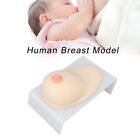 Human Breast Model Soft Silicone Female Breast Model For Lactation Teaching SG5