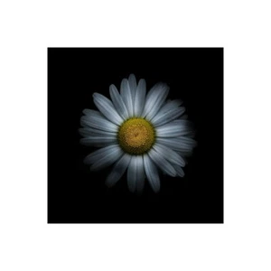 Stampa su Tela su Carta Poster o Quadro Carson Brian White Daisy I - Picture 1 of 2