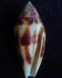 seashell Conus mitratus GRAN PATRÓN 34mm F++ - Imagen 1 de 3