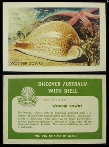 Discover Australia with Shell 1960's swap card No 93 "Wonder Cowry" free post. - Picture 1 of 3