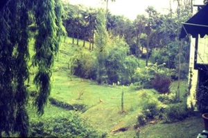 35mm Colour Slide- Garden - Picture 1 of 1