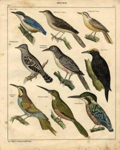 1843 OKEN HC LITHOGRAPHIE Kleiber, Wryneck, Specht, Bienenfresser, Eisvogel, .. - Bild 1 von 2
