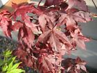 Acer palmatum Crumple Leaf in 9cm pot ideal bonsai subject  maple Ruby Ridge