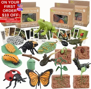Life Cycle Learning & Education Toys,Montessori Toys Figurines for Frog, Butterf - Picture 1 of 12