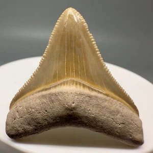 Very Colorful Nice Quality 1.38" Baby Fossil MEGALODON Tooth - Bone Valley, FL - Picture 1 of 6