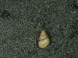 ECROBIA VENTROSA TAKEN LIVE, WITH OPERCULUM - Picture 1 of 2