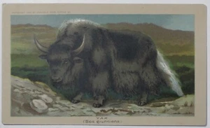1890 ARBUCKLE COFFEE K1 Animals Series #15 YAK RARE Trade Card - Picture 1 of 2