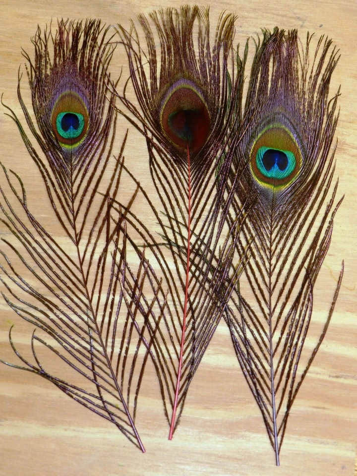 Nimrod's Tackle 6 PLUMAS TEÑIDAS SOBRE OJO DE PAVO REAL NATURALES Plumas para atar moscas Foto 1 de 1