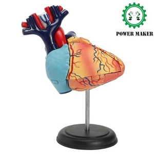 Modello Assemblato Educativo Cuore Umano Scuola Medica Modello Educativo - Foto 1 di 3