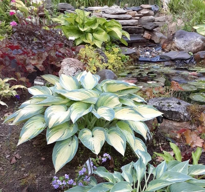 Hosta  'June'  Starter Plant - Image 1 of 2