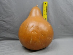 Large Dried Gourd 11.5 inch Pear - Picture 1 of 6
