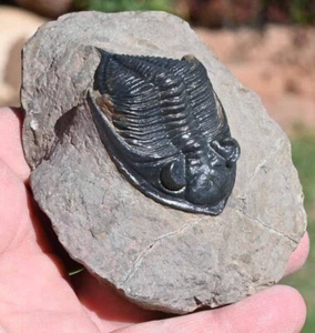 Trilobite Fossil, Zlichovaspis (Odontochile), from Morocco - Picture 1 of 7