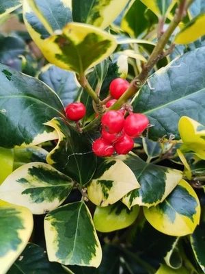 BOHLKEN BAUMSCHULEN Großblättrige Stechpalme 'Golden King'