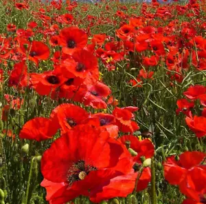 Wild Flower Meadow Red Field Corn Common Flanders Poppy Papaver Rhoeas Seeds 10g - Picture 1 of 4