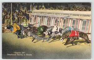 Postkarte Vintage Windhund Hunderennen in Florida - Bild 1 von 2