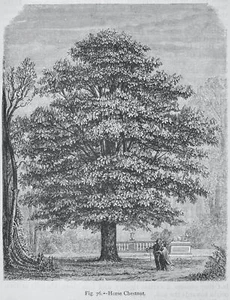 um 1872 antiker Figurendruck DER ROSSKASTANIENBAUM Die Gemüsewelt - Bild 1 von 2