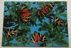 Rhodes, Greece - Butterflies. Postcard (C3) - Picture 1 of 2