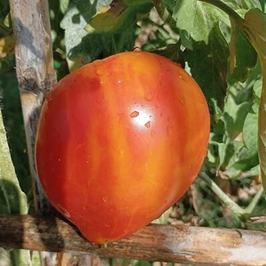 Tomate Minei Heart , 10 semillas (128) - Picture 1 of 1