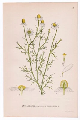 1926 Lindman Botanical Flower Print, German Chamomile (Matricaria Chamomilla) Foto 1 de 3