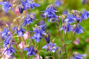 50+ Mountain Columbine Seeds - Aquilegia alpina - Cultivar of Wild Species - Picture 1 of 2