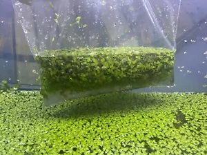 Giant & Regular Duckweed Mix (200+) High Quality Floating  Aquarium Plant - Picture 1 of 3