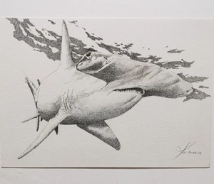 Hammerhead Shark, - Picture 1 of 4