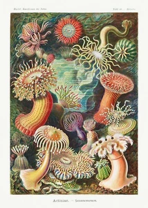 Ernst Haeckel : "Actiniae - Sea Anemones" (1904) � Giclee Fine Art Print - Picture 1 of 7