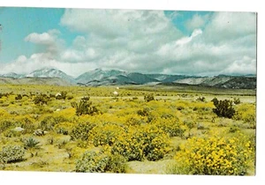 SPRING ON THE DESERT Possibly Mohave Mojave Great Basin Nevada NV Postcard 1970 - Picture 1 of 2