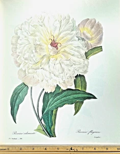 Redoute Flowers #104 PAEONIA FRAGRANS BOTANICAL ART BK PLATE SUPERB PRINT! - Picture 1 of 1