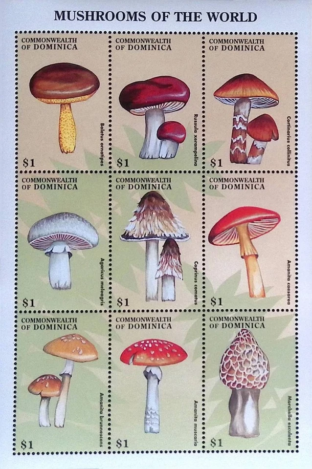 P) 1998 DOMINICA, COGUMELO DO MUNDO, MINISSOLHA, LEPIOTA NAUCINA, LICOPERDON - Imagem 1 de 1