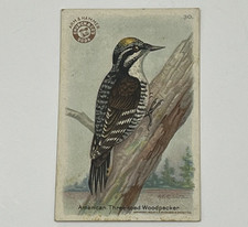 1922 Useful Birds Of America American Three Toed Woodpecker #30 Card Arm Hammer
