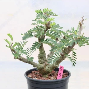 Succulentg Plant Senna meridionalis - Picture 1 of 12