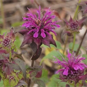 Monarda Fistulosa-Hybr. 'Scorpion' - Garten-Goldmelisse Staude Insektenweide - Bild 1 von 1