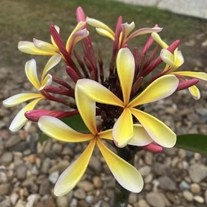 FRANGIPANI / Plumeria Paddlepop (20-25cm Cutting) - Picture 1 of 4