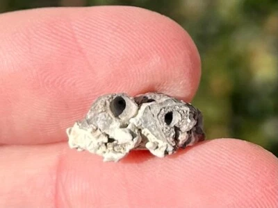 Multiple Permian Reptile or Amphibian Vertebrae in Matrix Fossil Dinosaur Bone - Image 1 of 4