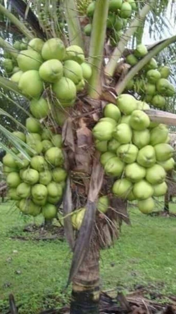 Imágenes De árboles De Coco