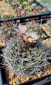 Gymnocalycium mostii selection, 50+ seeds, harvest 2024. - Picture 1 of 4